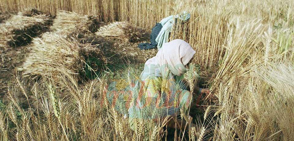 Hausse du prix du blé : le Cameroun peut s’en sortir