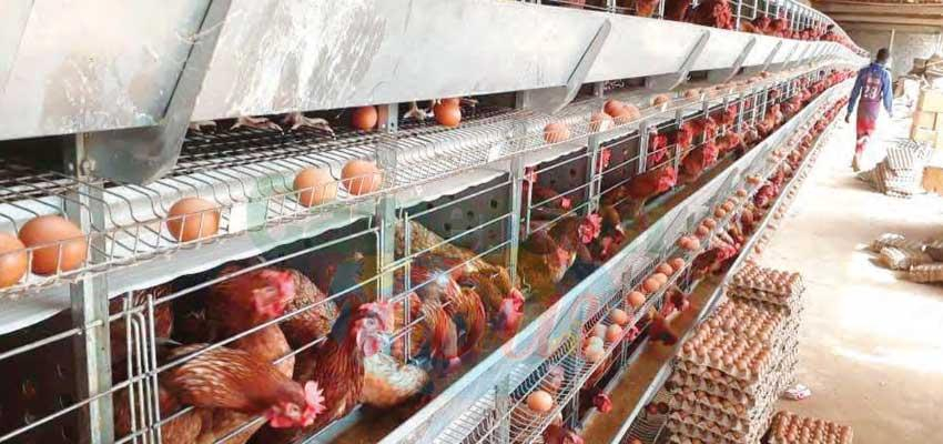 Aviculture : les producteurs font grise mine