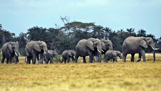 Mayo-Danay : les éléphants font deux morts Mayo-Danay : les éléphants font deux morts
