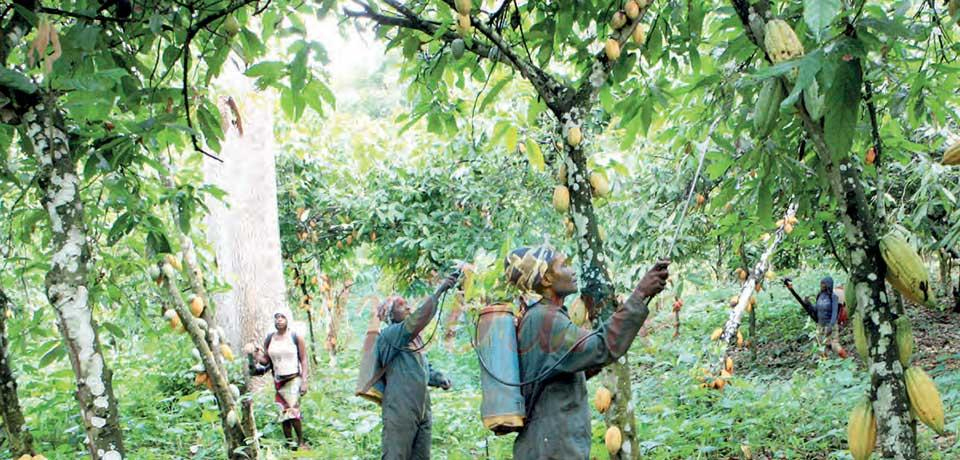 Saveur amère pour les cacaoculteurs