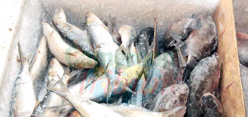 Riz-poisson: les prix restent les mêmes Riz-poisson: les prix restent les mêmes