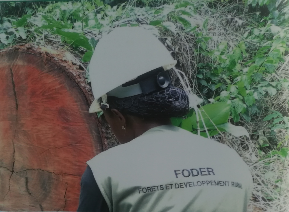 Fighting illegal forest exploitation is the concern of all and sundry.