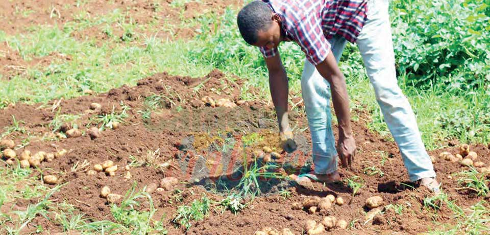 Pomme de terre : haute saison dans l’Adamaoua