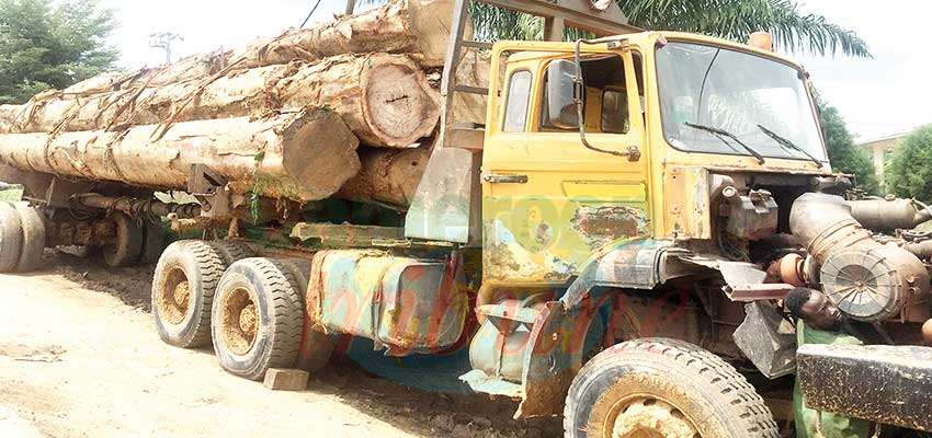 Exportations de bois : le dispositif de contrôle renforcé