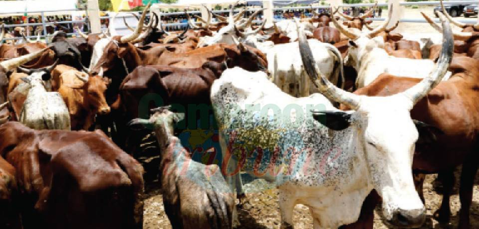 Production laitière au Cameroun: Comment combler le déficit