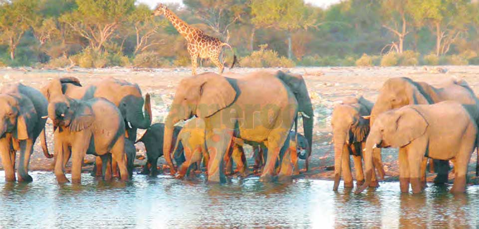 Chasse à courre: La saison est lancée