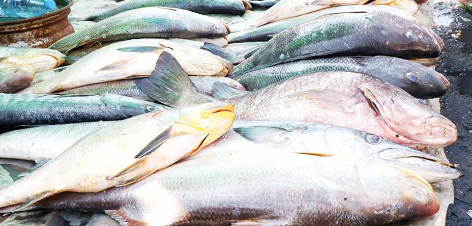 Fish bladder has become a new gold mine for emerging exporters.