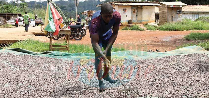 Yaounde-Olama-Kribi Road : Bolster For Ngomedzap’s Agricultural Prowess