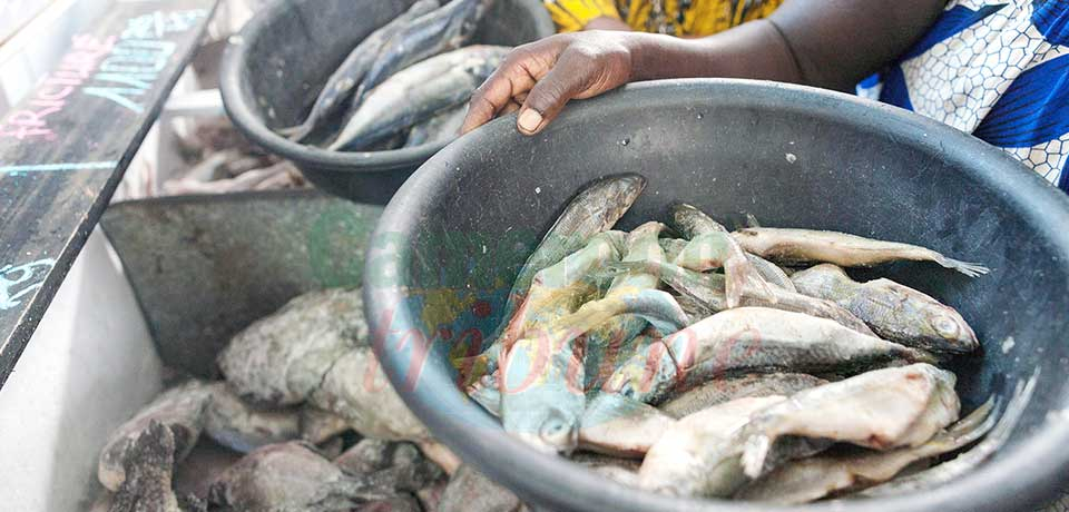 Poisson : approvisionnement assuré Poisson : approvisionnement assuré