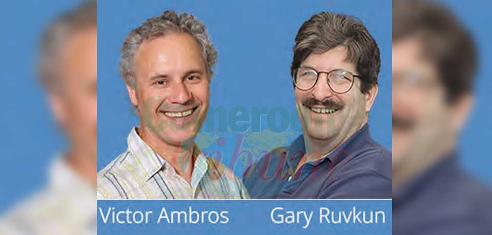 Victor Ambros and Gary Ruvkun were awarded for their discovery of microRNA and its role in post-transcriptional gene regulation on October 7, 2024. Victor Ambros and Gary Ruvkun were awarded for their discovery of microRNA and its role in post-transcriptional gene regulation on October 7, 2024.