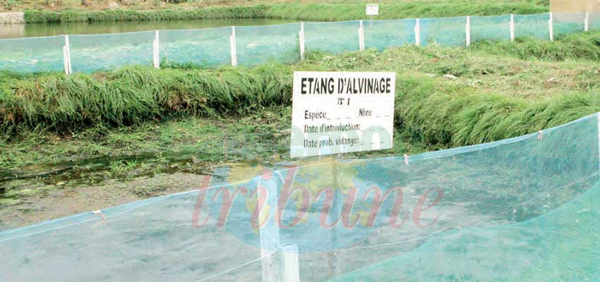 Aquaculture : une année sous l’eau