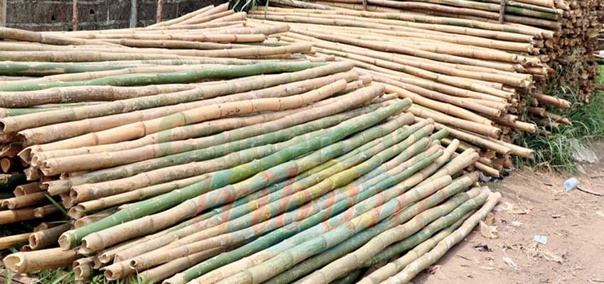 Bâtiment: la ruée vers le bambou de Chine