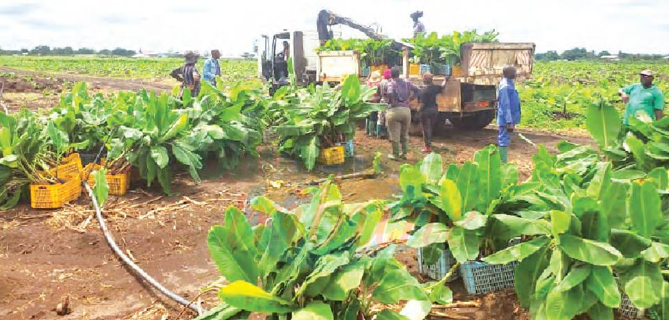 CDC Salary Arrears: Workers Told Bailout Is In Plantations