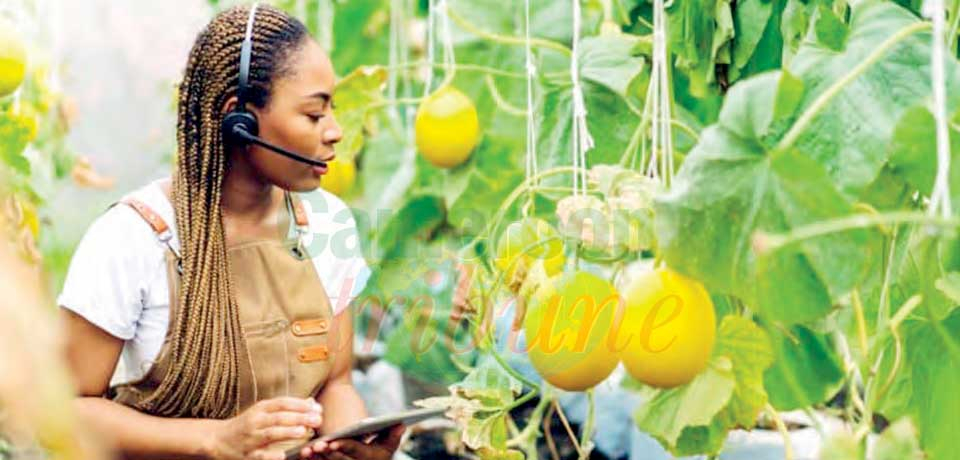 Financement des producteurs : les bons électroniques portent des fruits