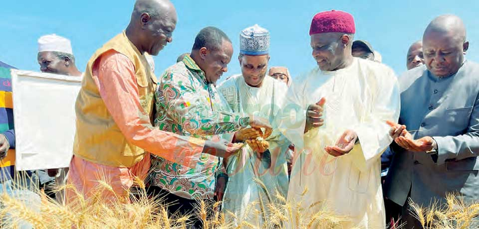 Wassandé : la relance du blé germe bien