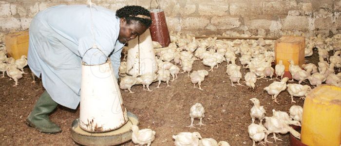 Agriculture: 56 milliards investis dans la formation Agriculture: 56 milliards investis dans la formation