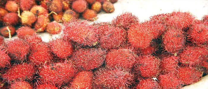 Le litchi en abondance