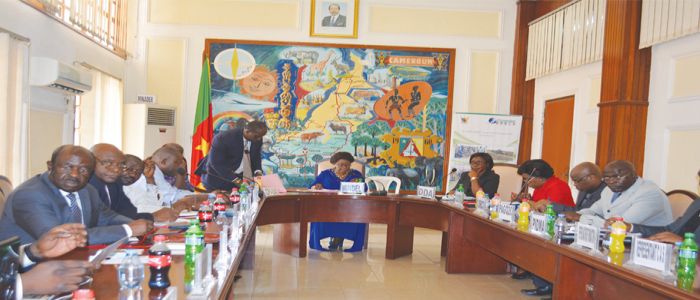 Chenille légionnaire : un plan de lutte se prépare