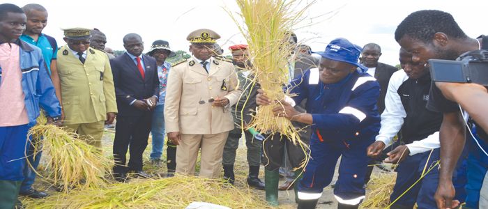 Bassins agricoles: des attentions pour Batchenga