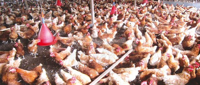 Aviculture: on résiste à la grippe aviaire