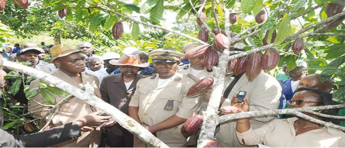 Relance de la filière cacao: Le Minader sur le terrain