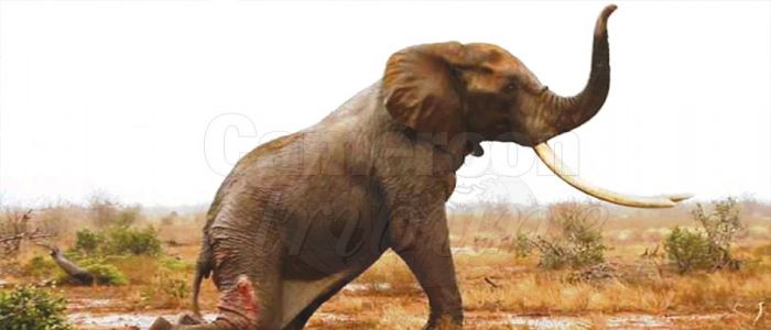 Espèces protégées: menace sur les éléphants Espèces protégées: menace sur les éléphants
