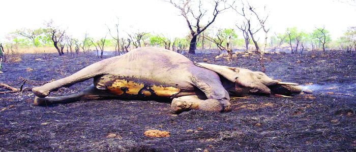 Fight Against Poaching: Government Steps Up Efforts