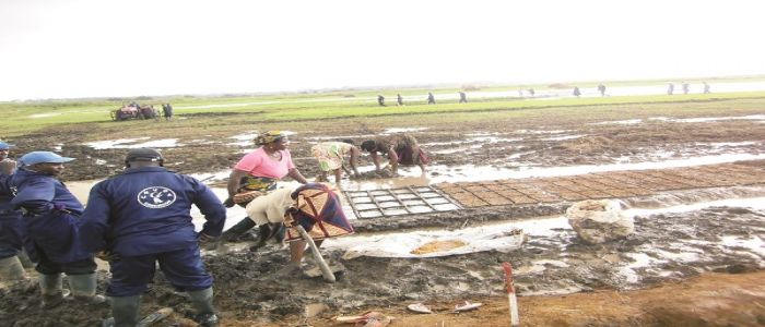 Rice Production: UNVDA Revamps Equipment