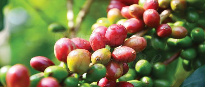 Coffee Sector: Gov’t’s Recent Effort Yielding Fruits
