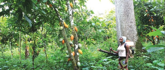 Production du cacao: l’expérience des écoles paysannes