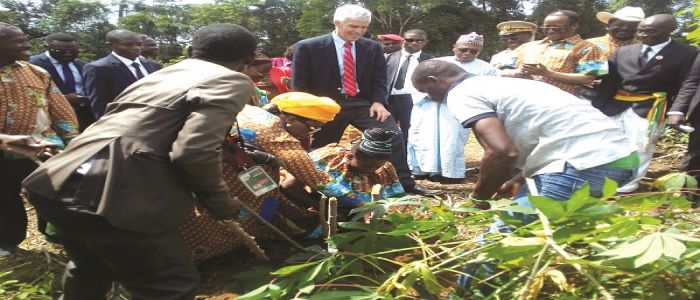 Production et transformation de manioc: l’expertise américaine sollicitée