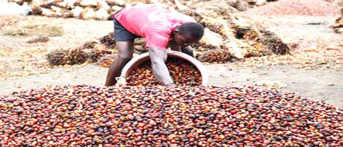 Oil Palm Farming: Towards Greater Production in Cameroon