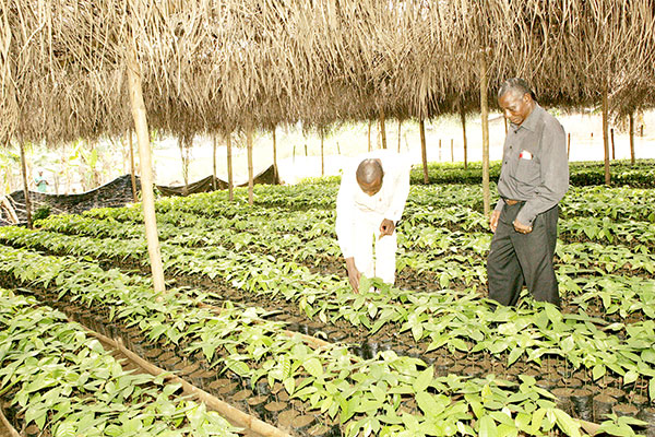 Agricultural Research: FCFA 320 Million To Foster Activities