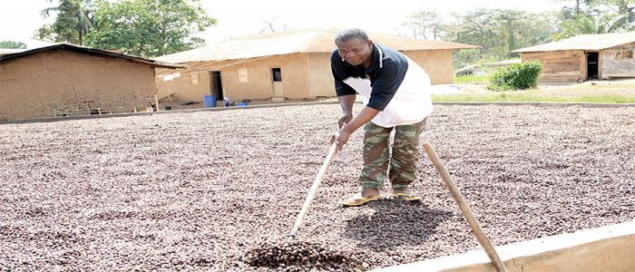 Agriculture: le Métalaxyl, une menace pour le cacao