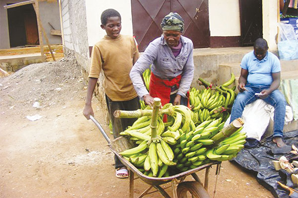 La brouette prend son envol dans les marchés d'Ebolowa 