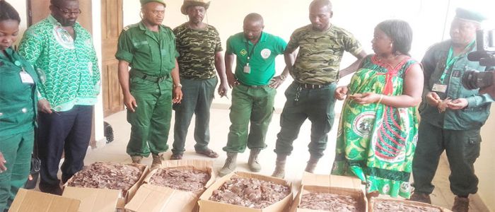 Cinq tonnes d’écailles de pangolin saisies à Bonabéri