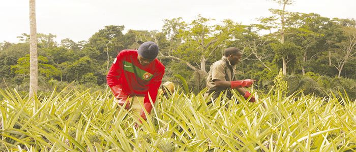 Entrepreneuriat agricole:le prix « Agricult’Or » se prépare 