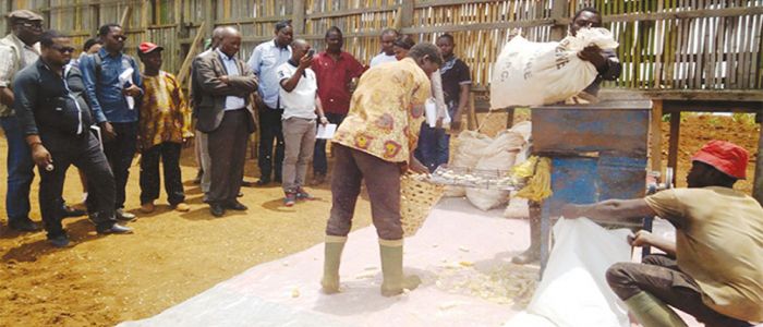 Marchés agricoles: encore du grain de maïs à moudre Marchés agricoles: encore du grain de maïs à moudre