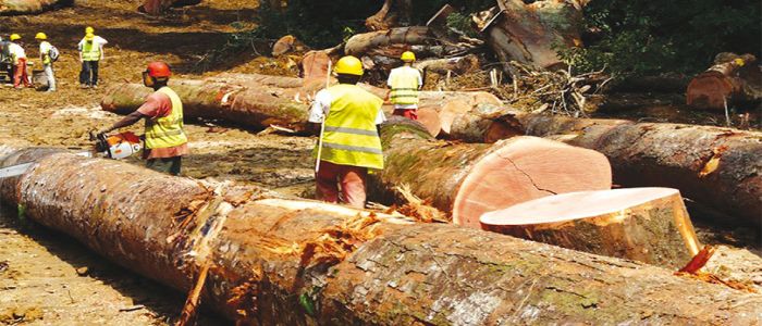 Illegal Logging: Over FCFA 7.5 Billion Lost Yearly