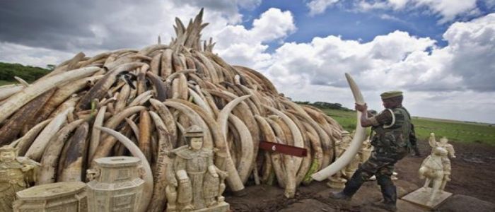 African Wildlife Conservation: China Offers 12 Billion FCFA To Fight Poaching