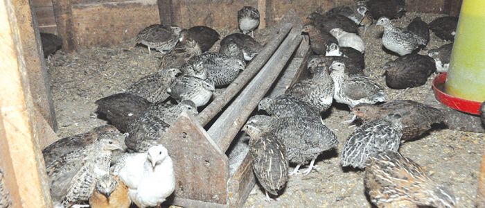 Quails: Feathers Fly As Bird Becomes Delicacy 