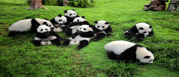 Wildlife Conservation: China’s Panda Protection Efforts Now Paying Off