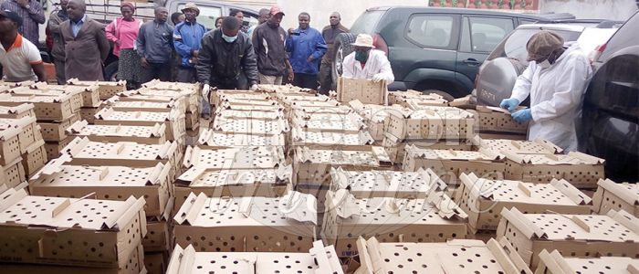Poultry Farming: 900,000 Subsidised Chicks For NW Farmers