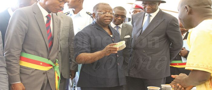 Filière cacao: les plants de la relance Filière cacao: les plants de la relance