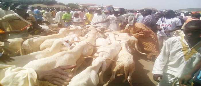 Fête de la Tabaski: moutons à bon prix à Maroua 