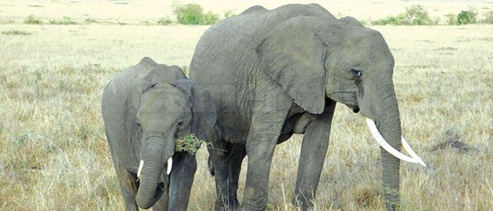 Anti-Poaching: UK Intensifies Lobby Anti-Poaching: UK Intensifies Lobby