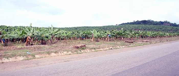 Banane-plantain: l’abondance malgré tout 